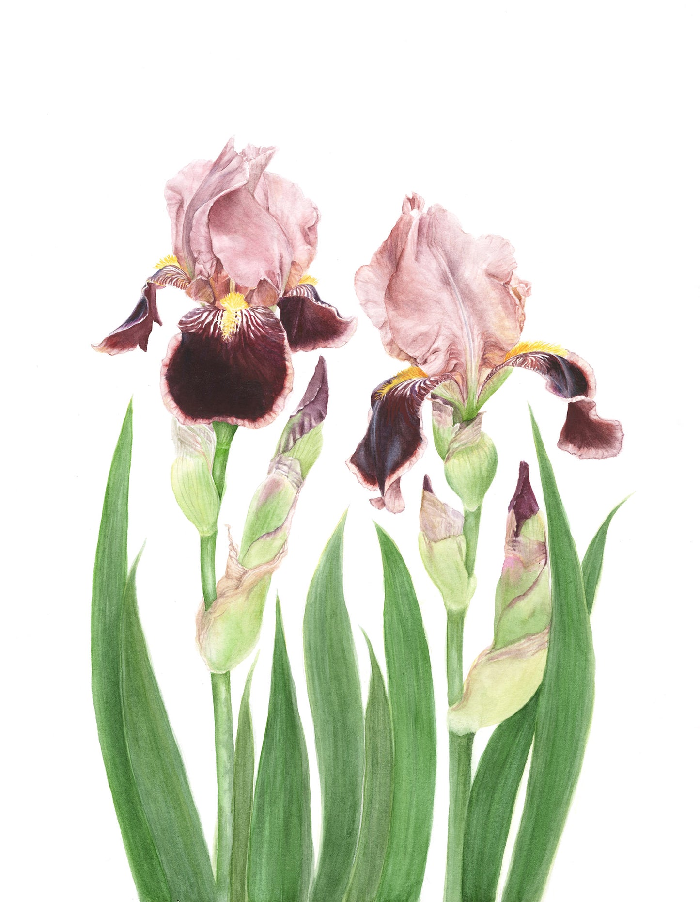 Cayeux Historic Iris Greetings Cards Collection 2