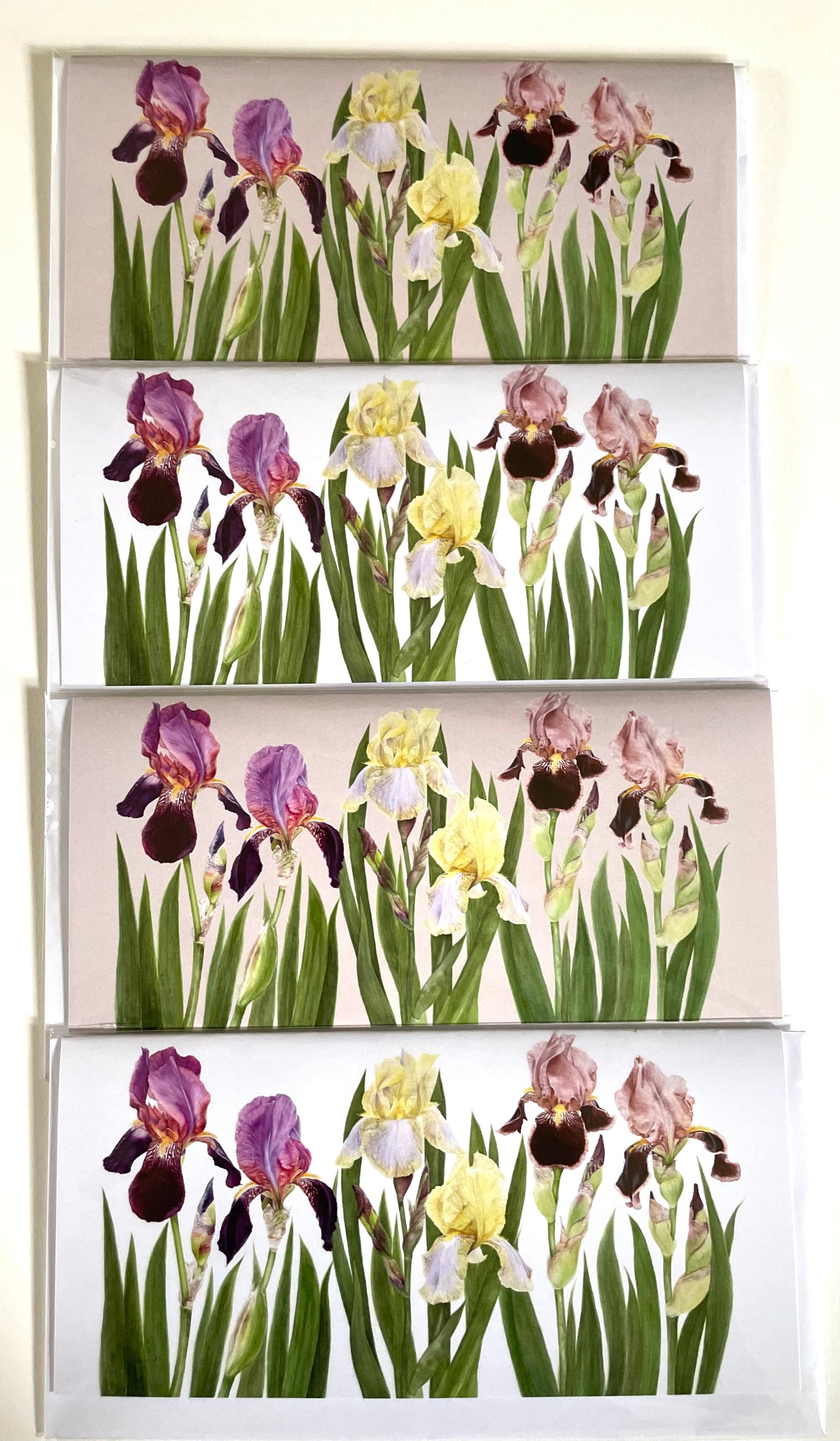 Cayeux Historic Iris Greetings Cards Collection