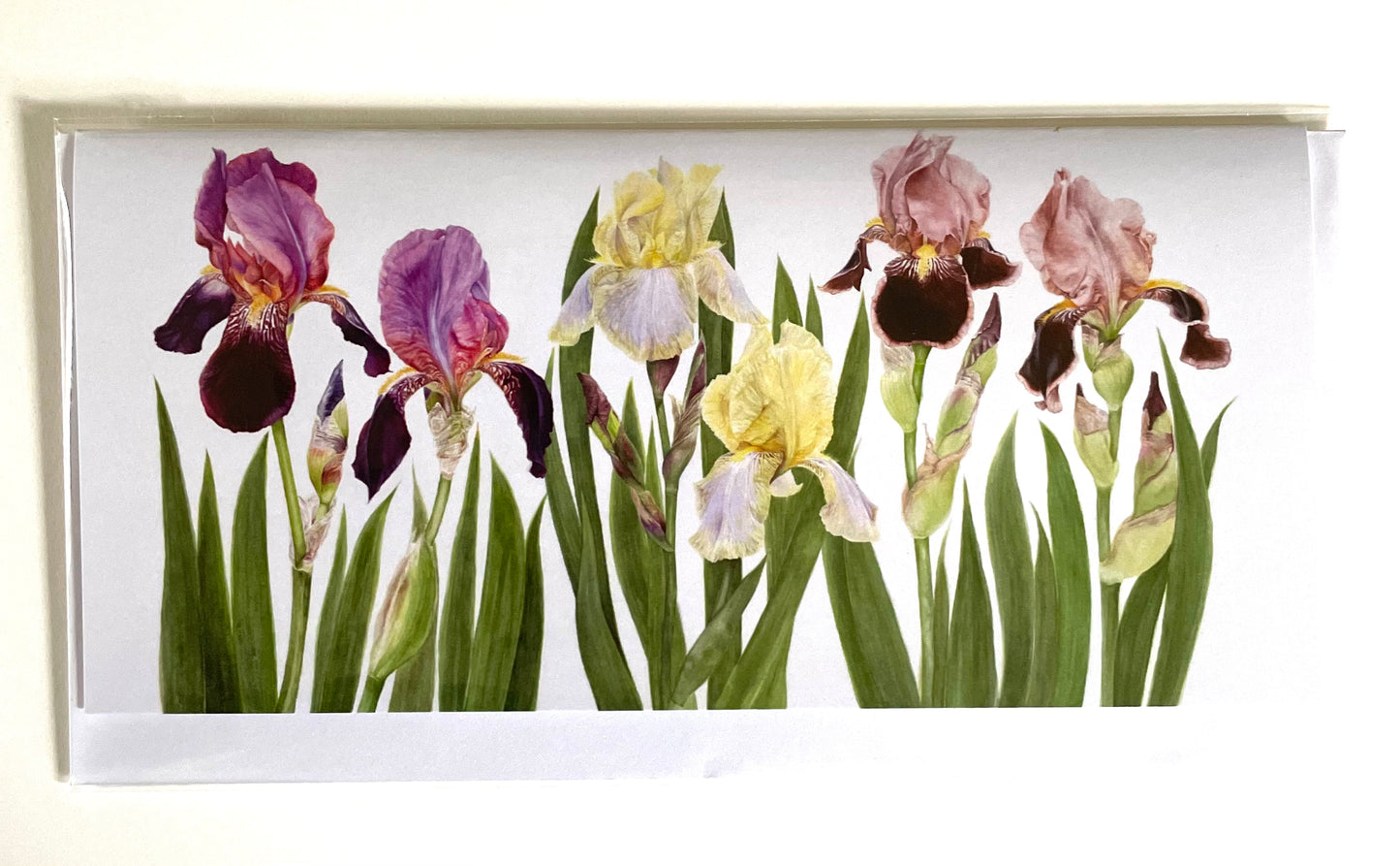 Cayeux Historic Iris Greetings Cards Collection