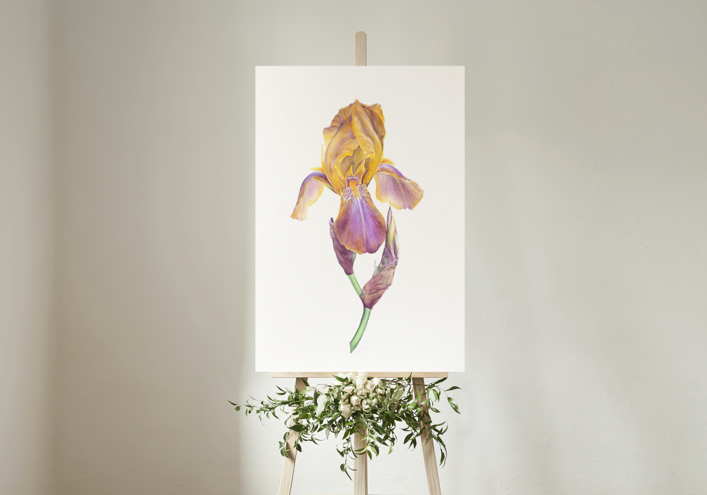 ‘Esclarmonde’ Cayeux Historic Iris