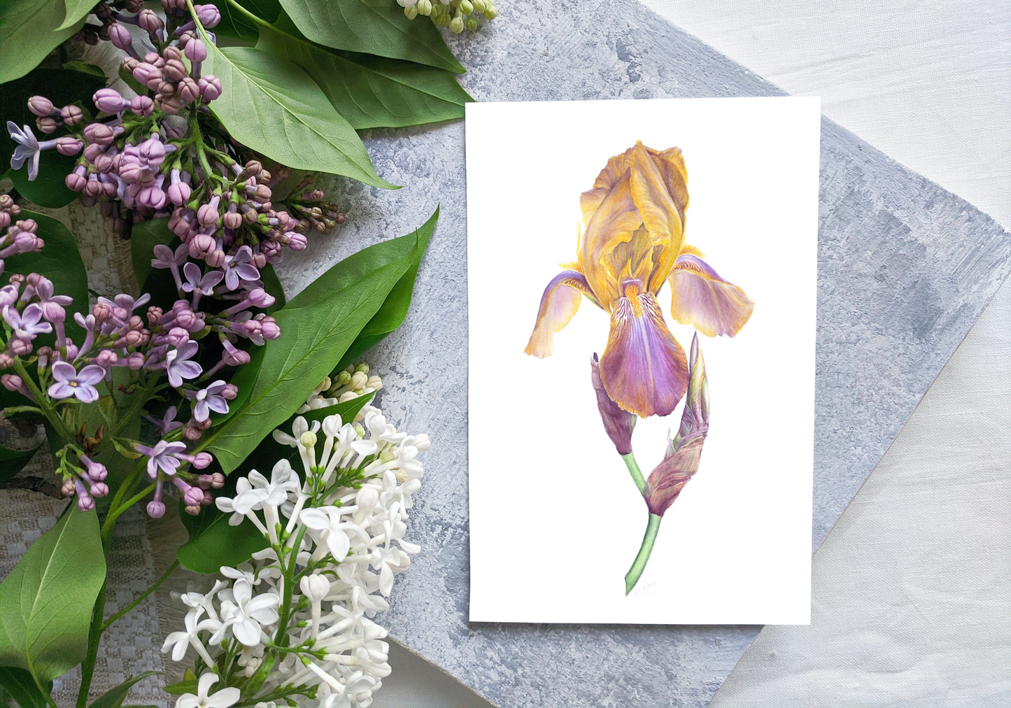 Beautiful Cayeux Historic Iris Greetings Cards Collection