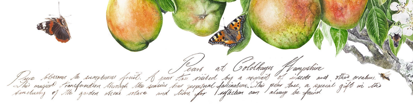 'Pears at Coldhayes' Limited Edition Prints