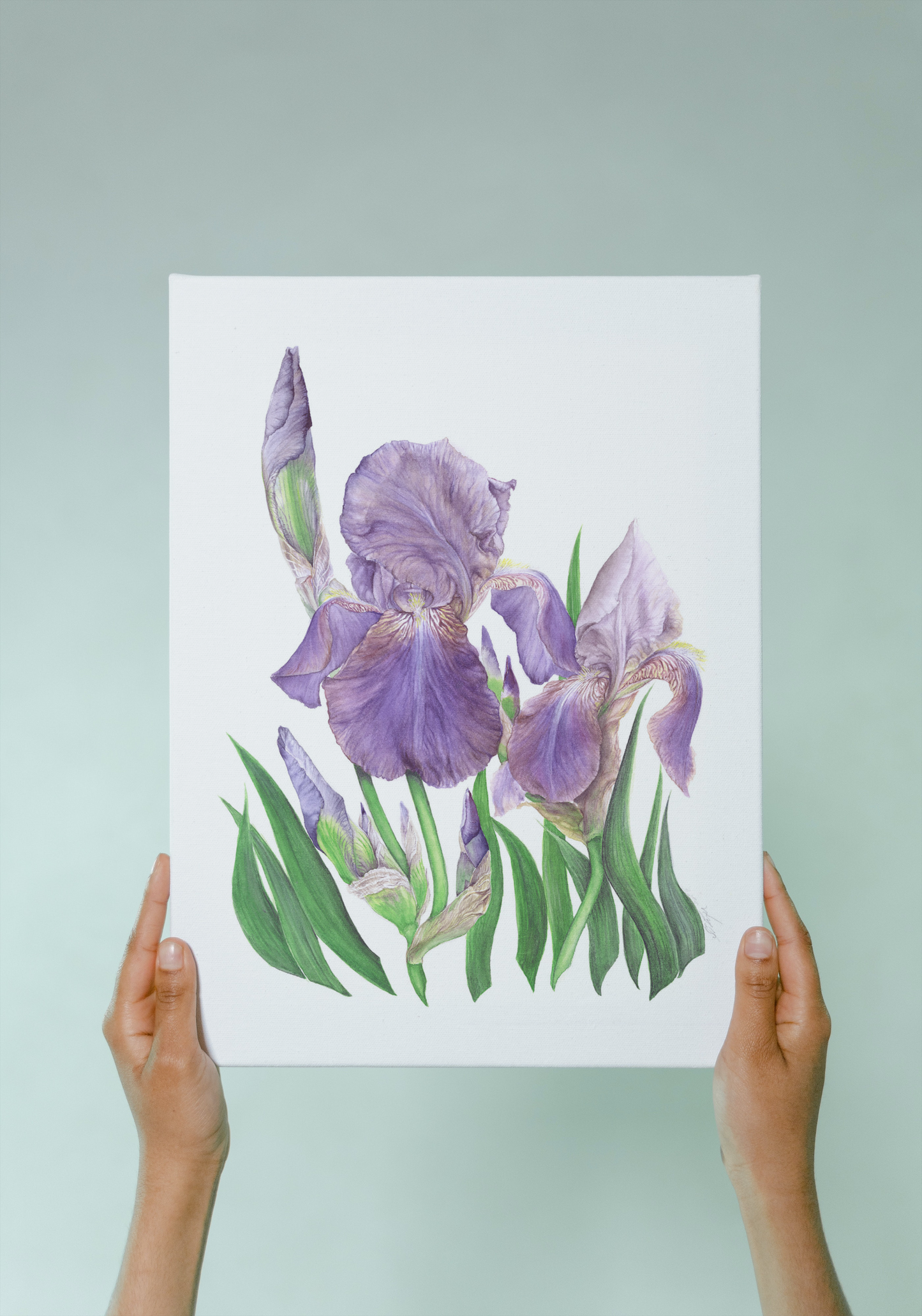 `Béotie’ Cayeux Historic Iris