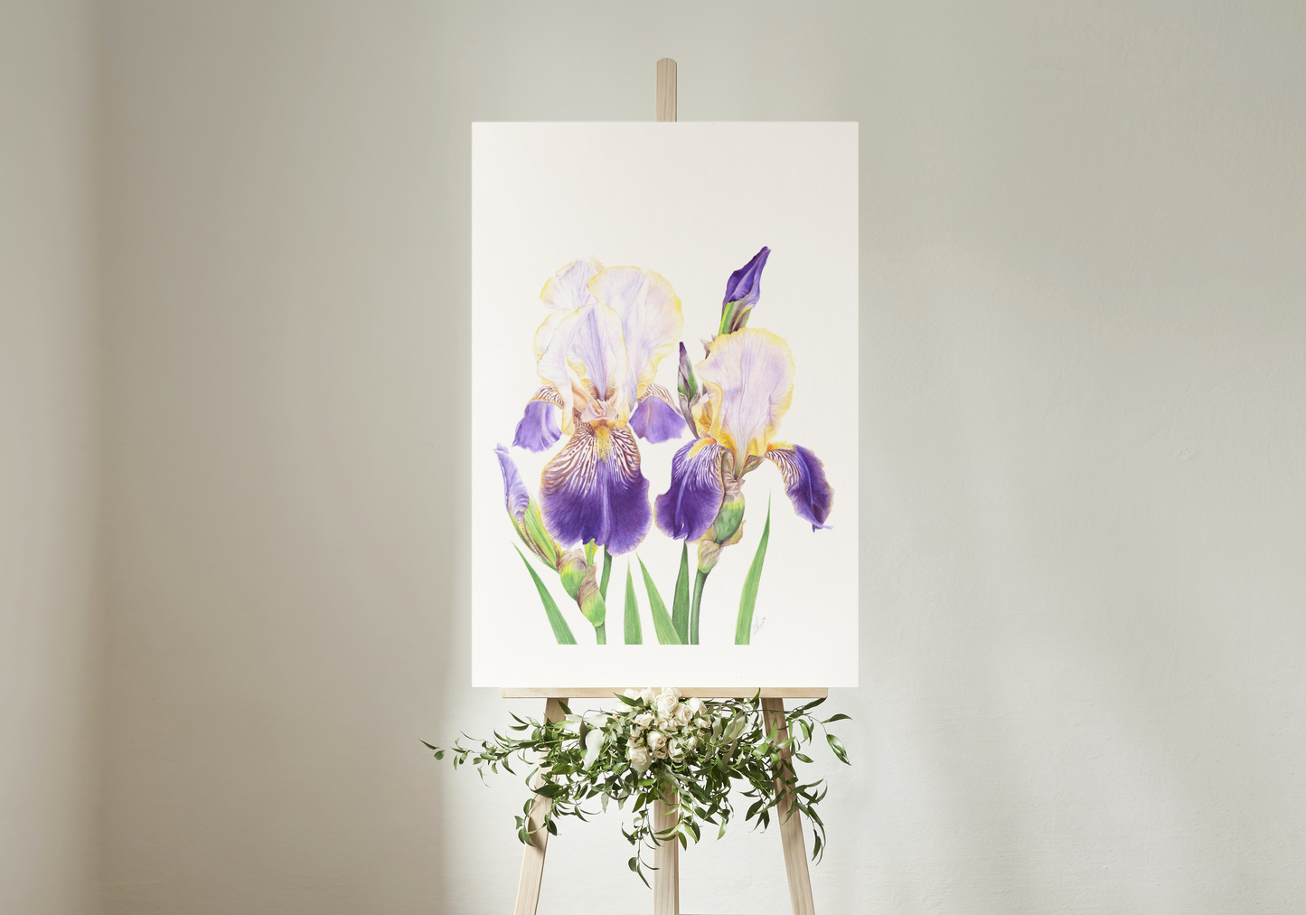 `Sérénité’ Cayeux Historic Iris