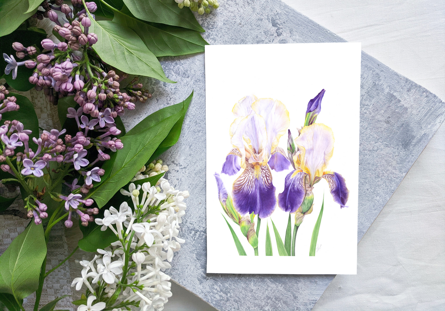 Beautiful Cayeux Historic Iris Greetings Cards Collection