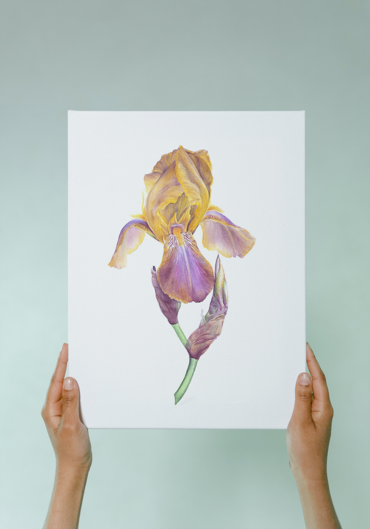 ‘Esclarmonde’ Cayeux Historic Iris