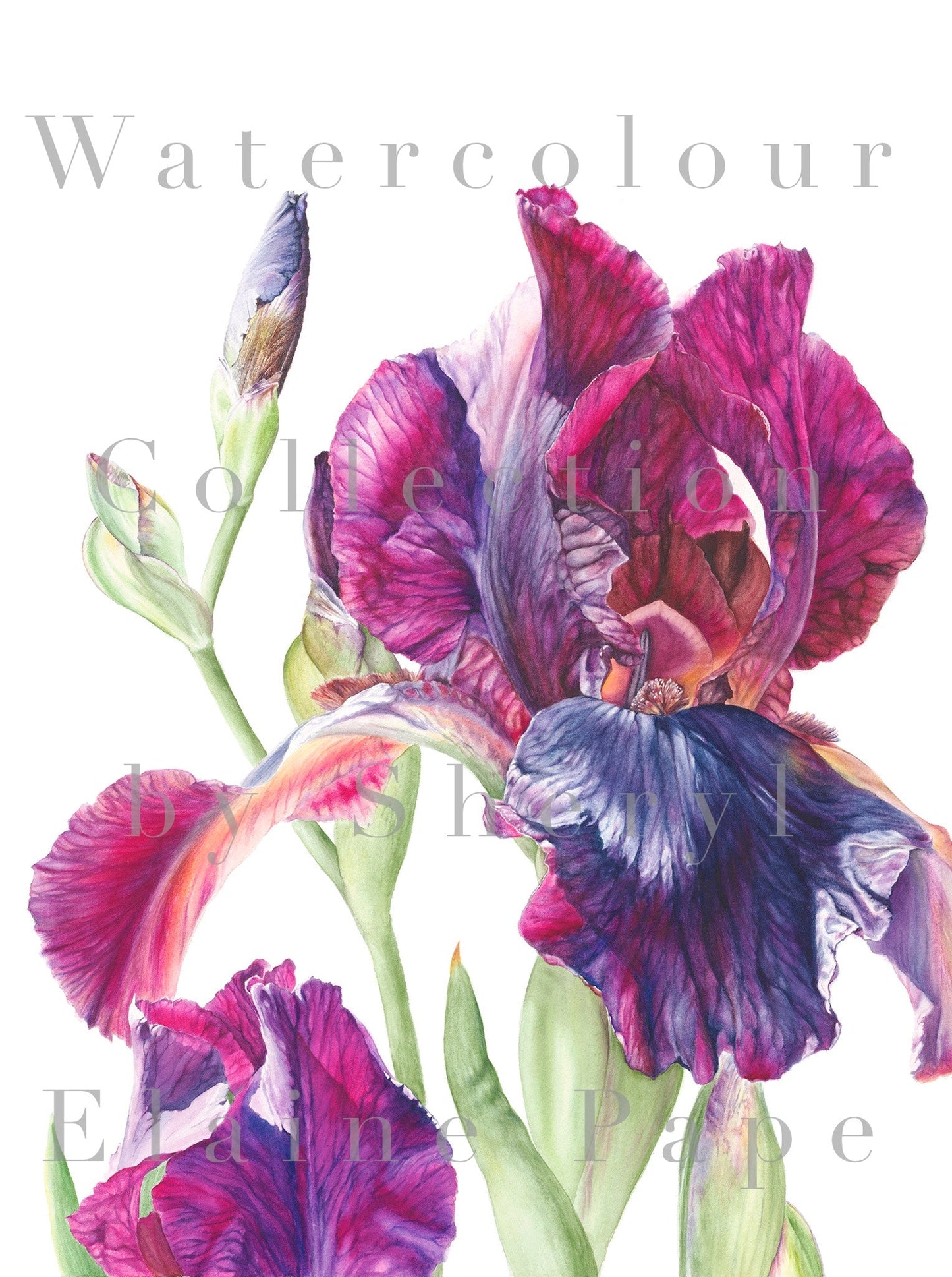 'Iris in the Sunlight'  Limited Edition Prints