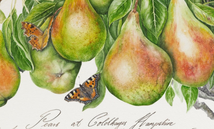 'Pears at Coldhayes' Limited Edition Prints