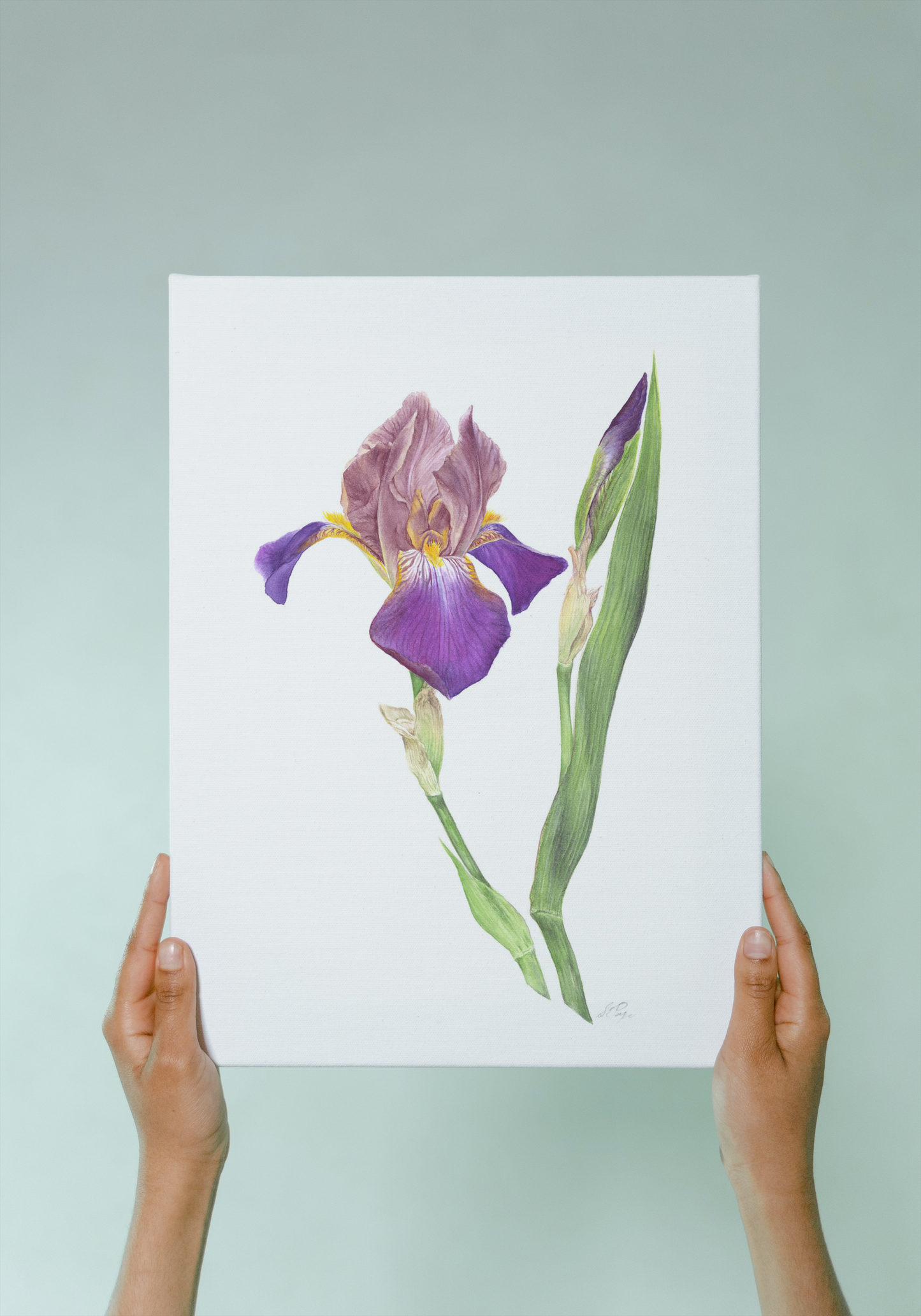 `Séraphîta’ Cayeux Historic Iris