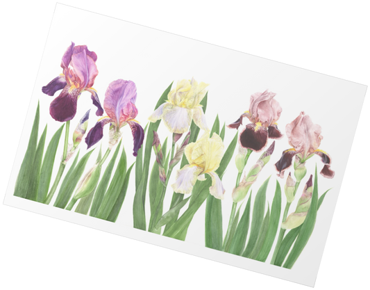 Cayeux Historic Iris Greetings Cards Collection