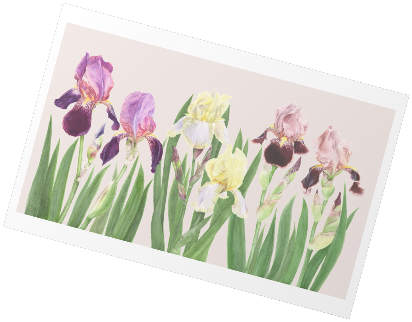 Cayeux Historic Iris Greetings Cards Collection