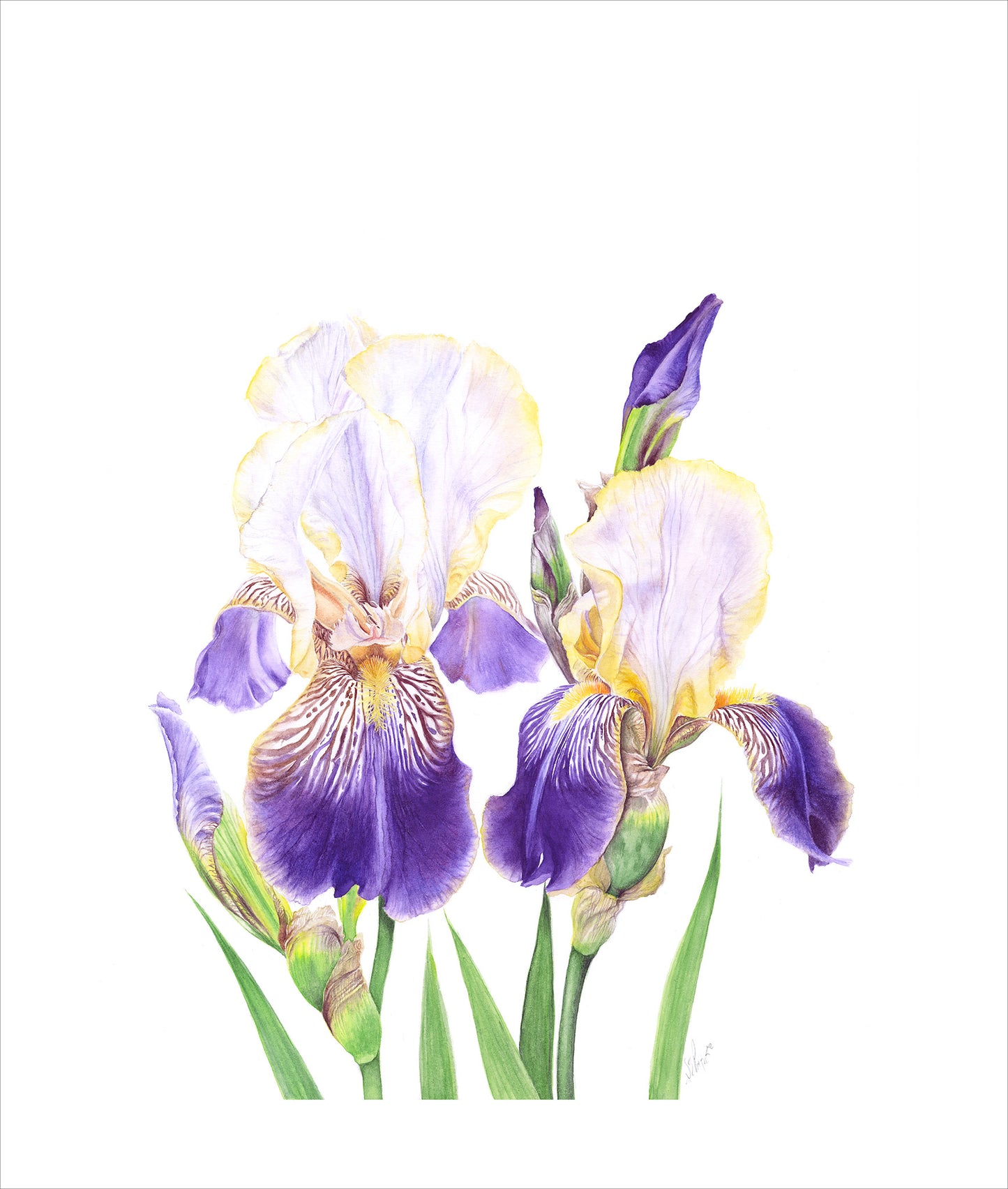 Cayeux Historic Iris  Greetings Cards  Collection 2