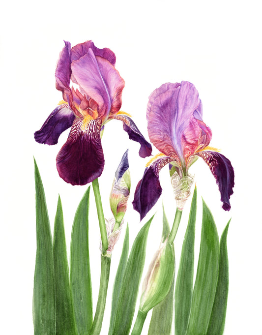 Cayeux Historic Iris  Greetings Cards  Collection 2