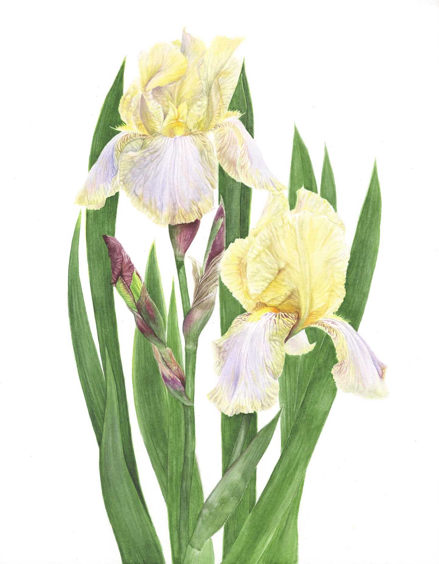 Cayeux Historic Iris  Greetings Cards  Collection 2