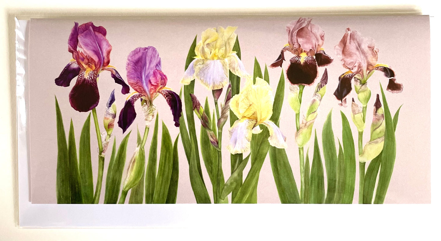 Cayeux Historic Iris Greetings Cards Collection