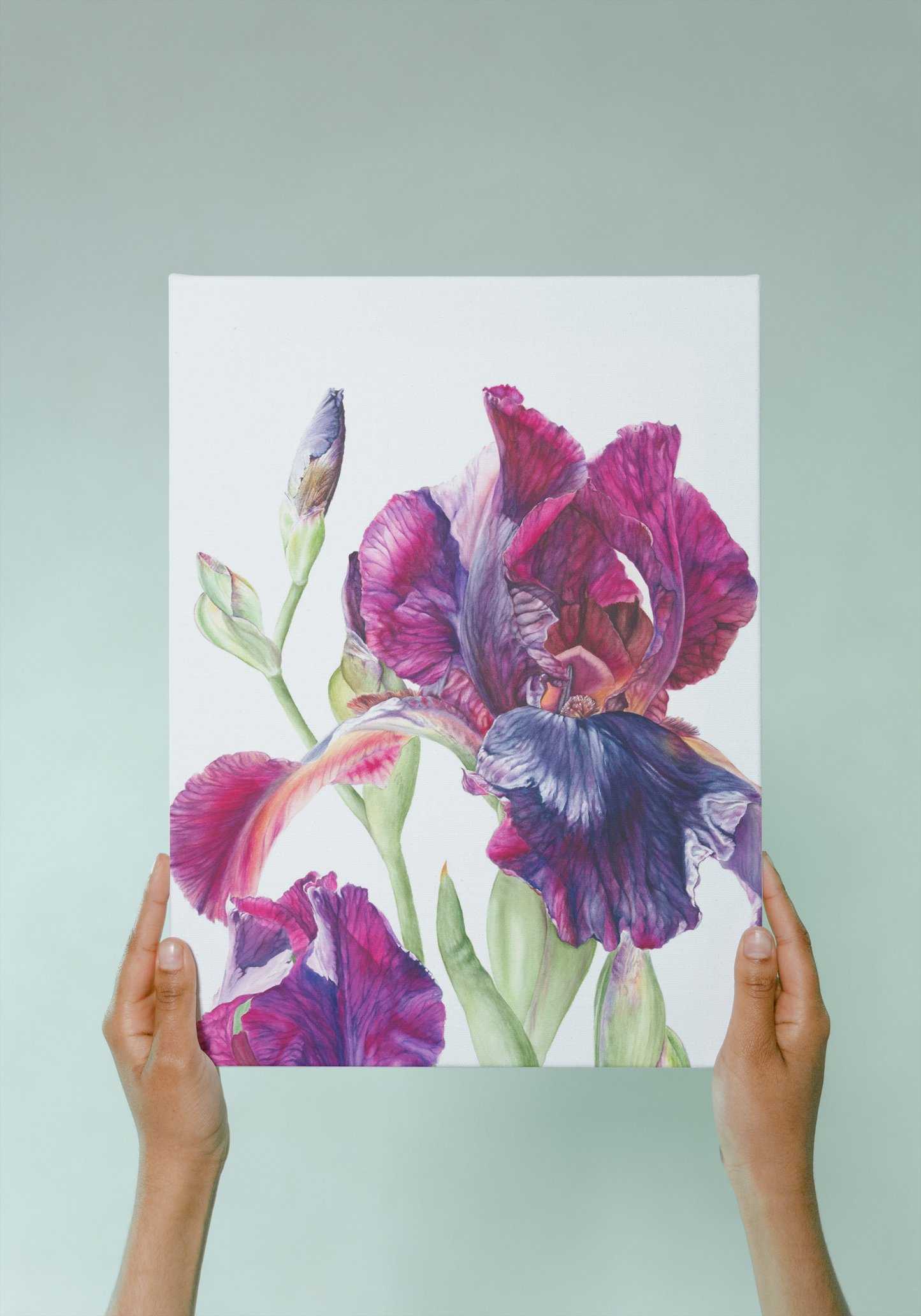 'Iris in the Sunlight'  Limited Edition Prints