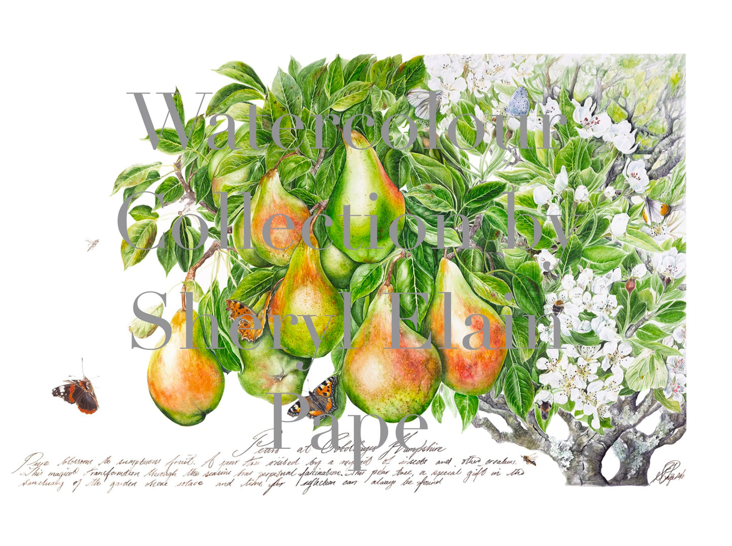 'Pears at Coldhayes' Limited Edition Prints
