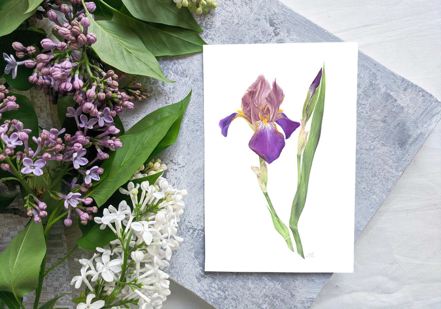 Beautiful Cayeux Historic Iris Greetings Cards Collection