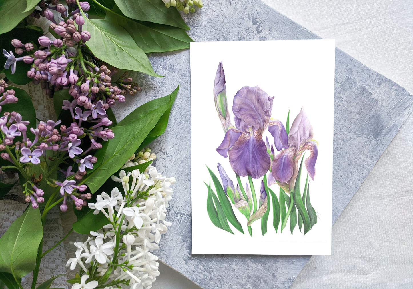 Beautiful Cayeux Historic Iris Greetings Cards Collection